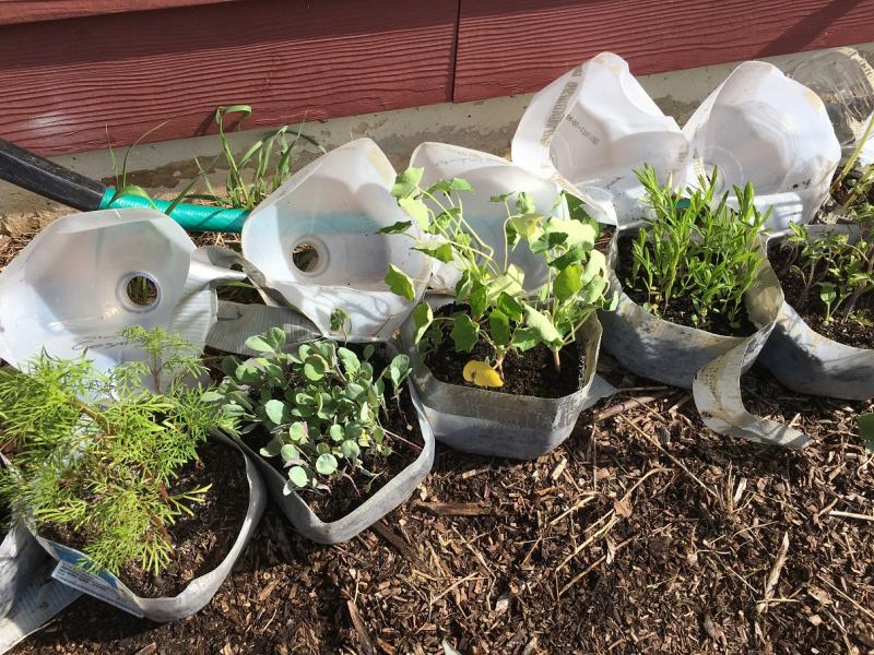 start-seeds-outdoors-with-winter-sowing-cape-gazette